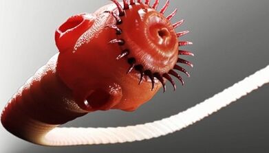 types de parasites dans le corps humain