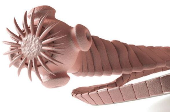 parasite du corps humain